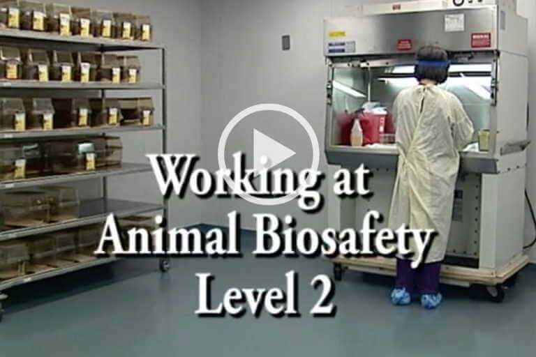 Working at Animal Biosafety Level 2