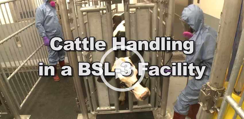 Cattle Handling at a BSL-3 Facility