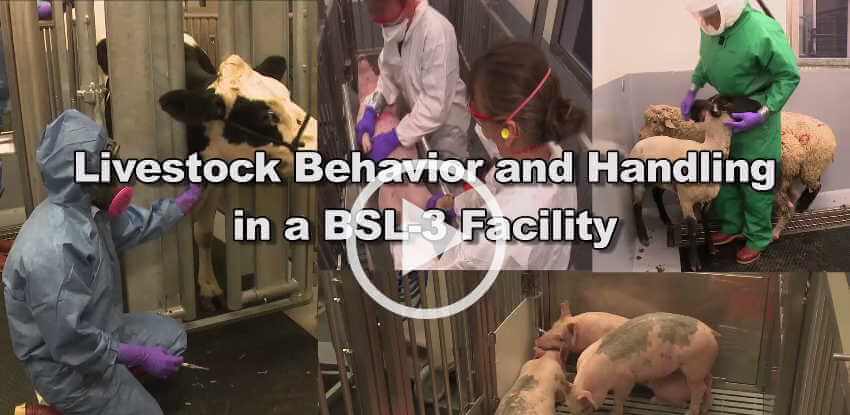 Livestock Behavior and Handling at a BSL-3 Facility