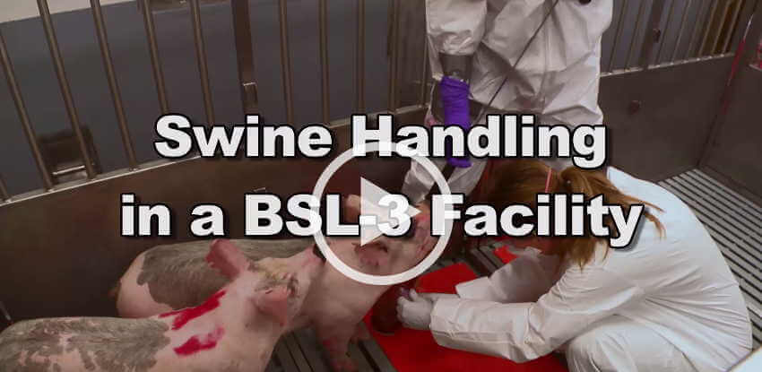 Swing Handling at a BSL-3 Facility